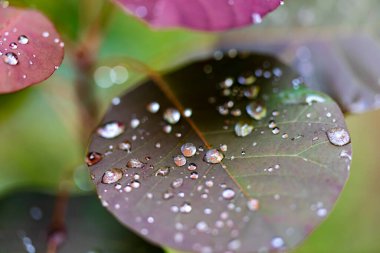 Yaprağın üzerine su damlaları