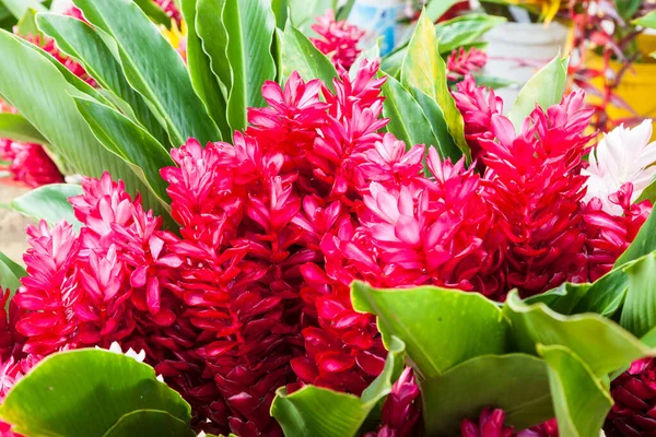 Schöne Blumen Garten — Stockfoto