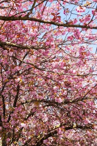Красивые Розовые Цветы Сакуры Весной — стоковое фото
