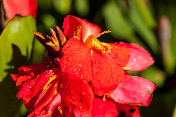Hermosa Flor Roja Jardín —  Fotos de Stock
