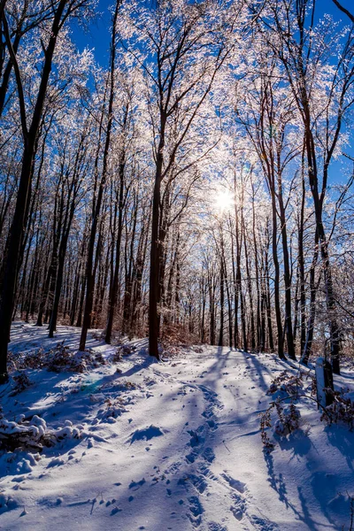Дорожка Парке Зимой — стоковое фото