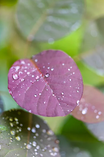 Close Water Drops Leaves Garden — Foto de Stock