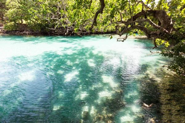 Hermosa Vista Del Río Bosque — Foto de Stock