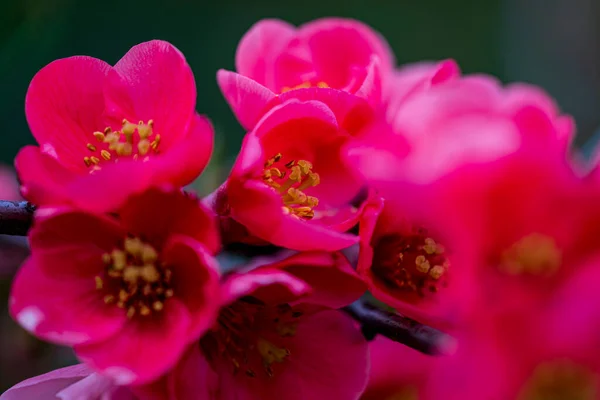 Hermosas Flores Rosadas Jardín Fondo Naturaleza — Foto de Stock