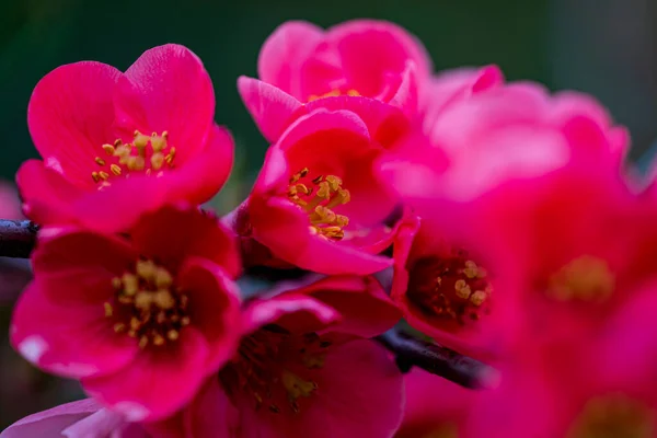 ดอกไม ชมพ สวยงามในสวนบนพ นหล งธรรมชาต — ภาพถ่ายสต็อก