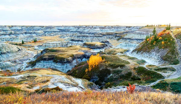 Beautiful View River Forest — Stock Photo, Image