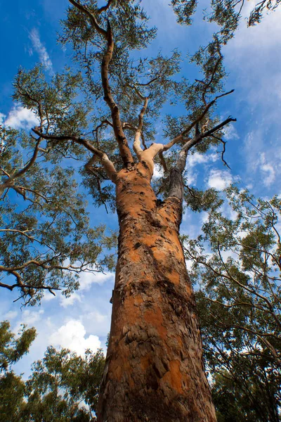 Albero Nella Foresta — Foto Stock