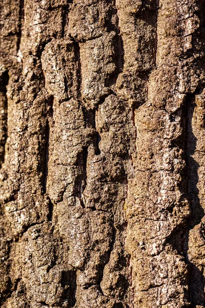 Кора Текстури Стовбура Дерева Фон — стокове фото