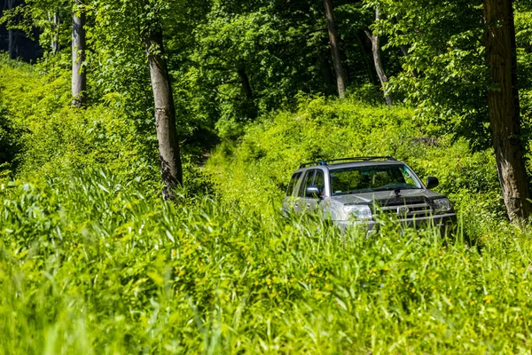 晴れた日に森の中を車で走る光景は — ストック写真