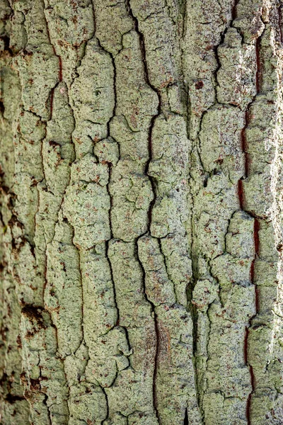 古い木の背景の質感 — ストック写真