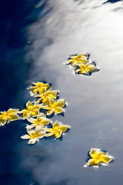 Fiore Giallo Nell Acqua — Foto Stock