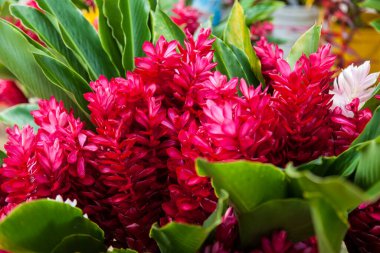 Güneşli yaz gününde bahçede büyüyen güzel, parlak çiçekler. 