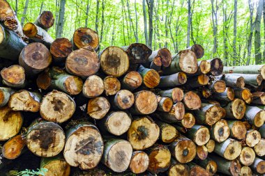 Doğanın arka planında, ormanda kesilmiş odun yığını