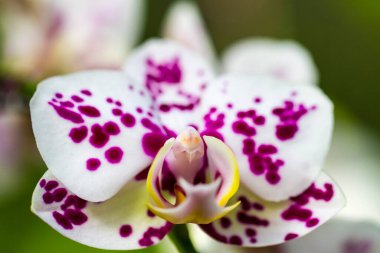 Bahçedeki güzel orkide çiçekleri