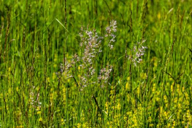 Tarlada güzel yeşil çimenler