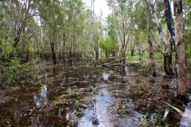 Nehir ve ormanlı güzel bir manzara.
