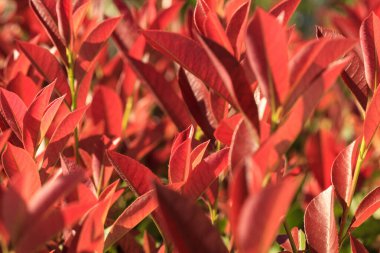 Bahçede güzel kırmızı yapraklar