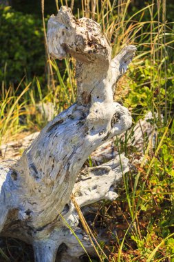 Bir ağaç kütüğünün yakın plan görüntüsü.