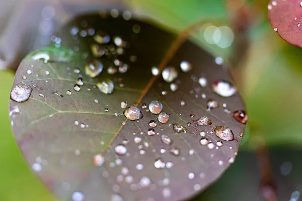 Beautiful Botanical Shot Water Drops Natural Wallpaper — Stockfoto