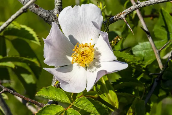 Close Apple Blossoms Buds Tree Israel — Stock Photo, Image