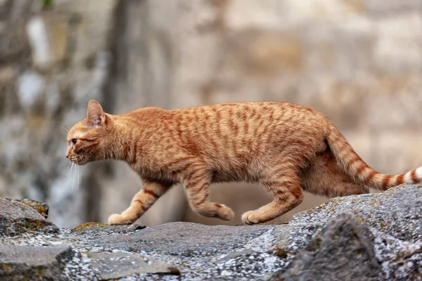 Chat Mignon Sur Plage — Photo