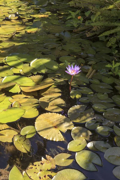 Schöne Lotusblume Teich — Stockfoto