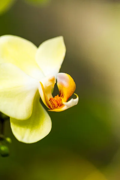 Beautiful Yellow Orchid Flower Garden — Stock Photo, Image