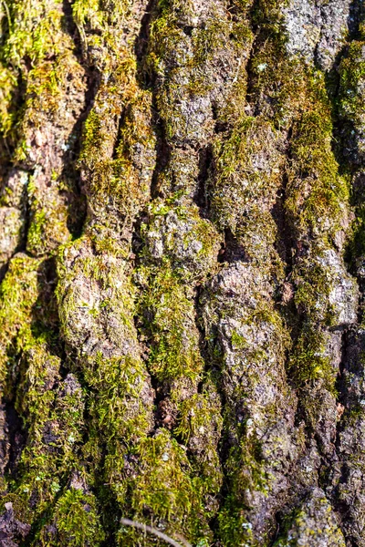 Gros Plan Une Écorce Arbre — Photo