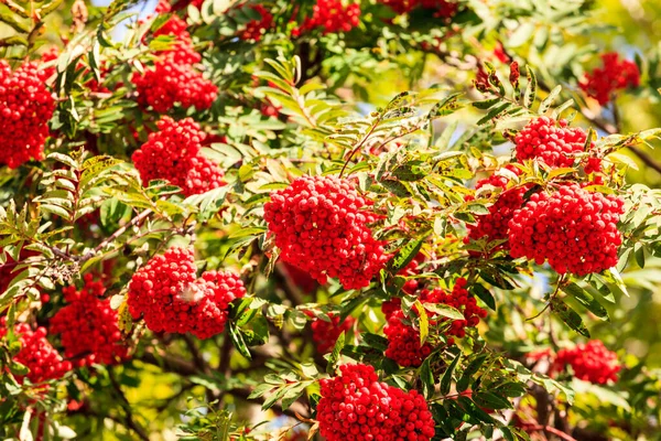 Rowan Berries Bush Garden — Stock Photo, Image