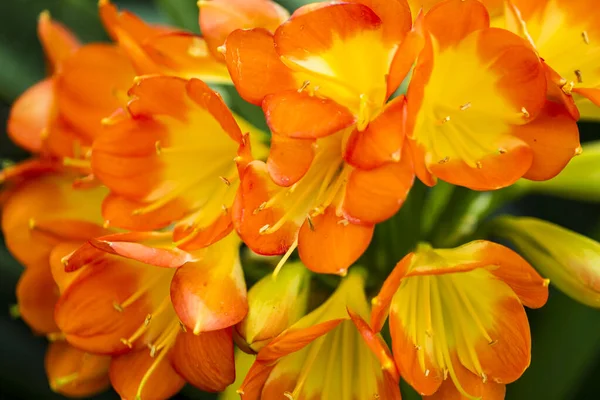 Belles Fleurs Lumineuses Poussant Dans Jardin Journée Ensoleillée Été — Photo