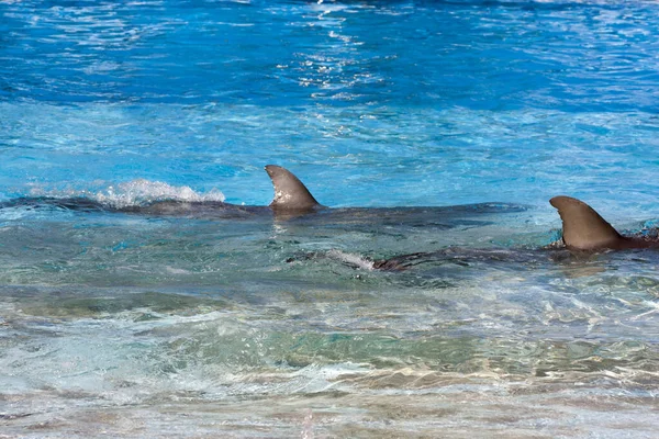 Delfino Che Nuota Nell Acqua — Foto Stock