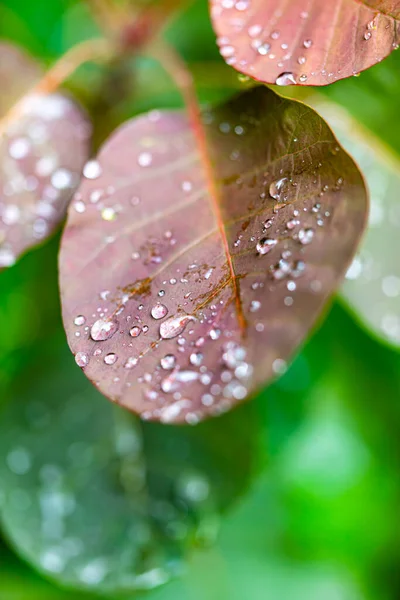 Красивий Ботанічний Дріб Краплями Води Природні Шпалери — стокове фото