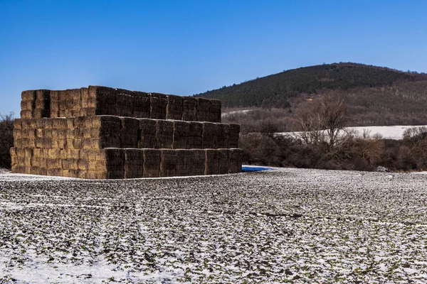 Högen Med Höbalar Den Snöiga Marken — Stockfoto