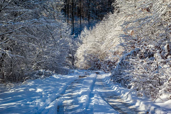 Forêt Hiver Dans Neige — Photo