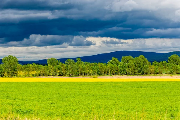 Green Field Trees Nature Background — 图库照片