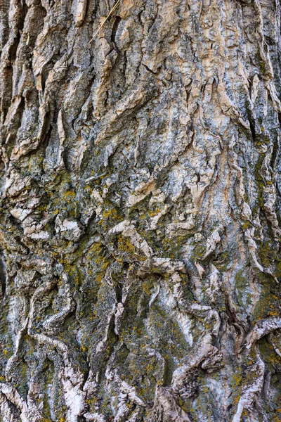 Крупним Планом Текстура Кори Дерева — стокове фото
