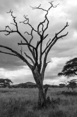 Doğanın güzel manzarası