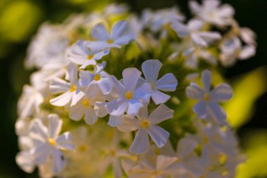 Güneşli yaz gününde bahçede büyüyen güzel, parlak çiçekler. 