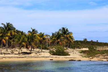 Palmiye ağaçları ve mavi gökyüzü olan güzel sahil