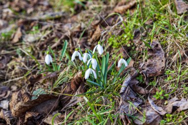 Ormanda ilk bahar çiçekleri güneşli bir günde
