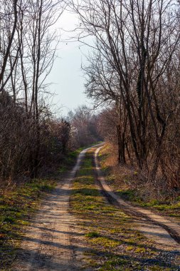 Güneşli bir günde ormandaki ağaçların arasından yol