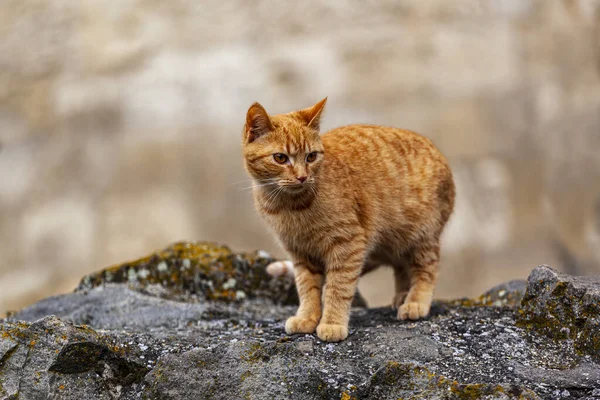 Gato Rua — Fotografia de Stock