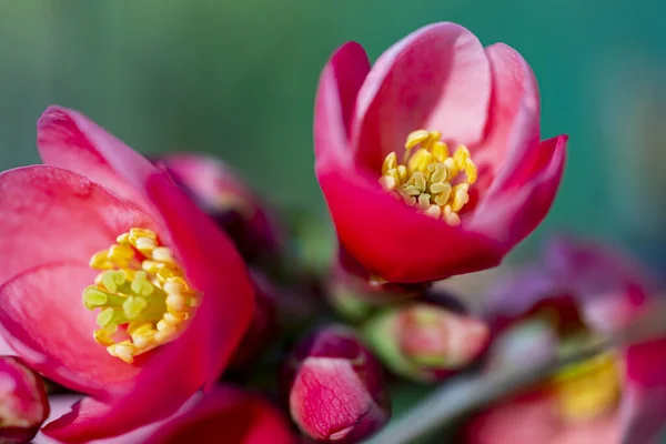 Belles Fleurs Roses Dans Jardin Sur Fond Nature — Photo