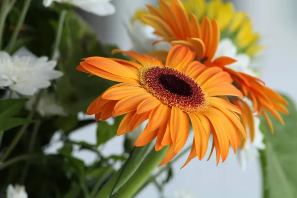 Schöne Blumen Garten — Stockfoto