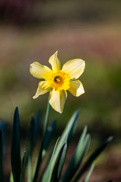 Fleur Jonquille Jaune Dans Jardin — Photo