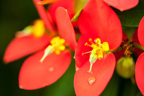 Beautiful Botanical Shot Natural Wallpaper — Stock Photo, Image