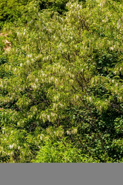 Zelené Rostliny Přírodě — Stock fotografie