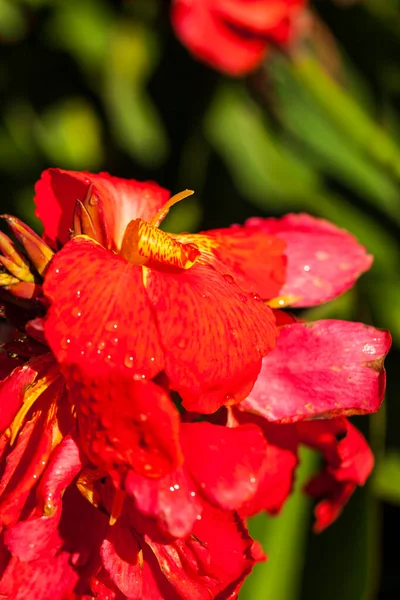 Belle Fleur Rouge Dans Jardin — Photo