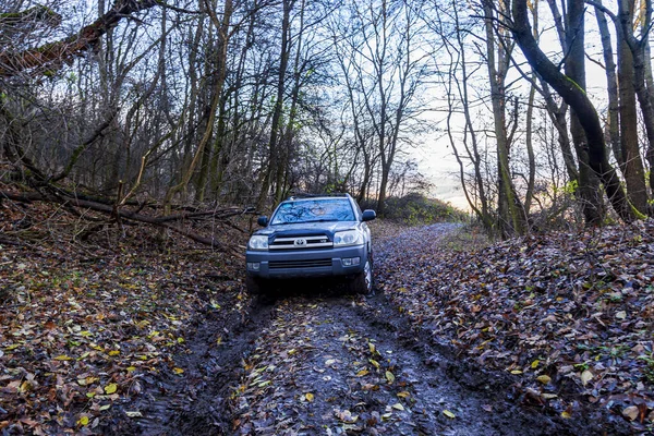 森の中の道路に小さな車が停まっています — ストック写真