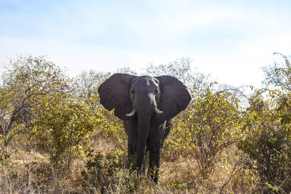 Elephant — Stock Photo, Image